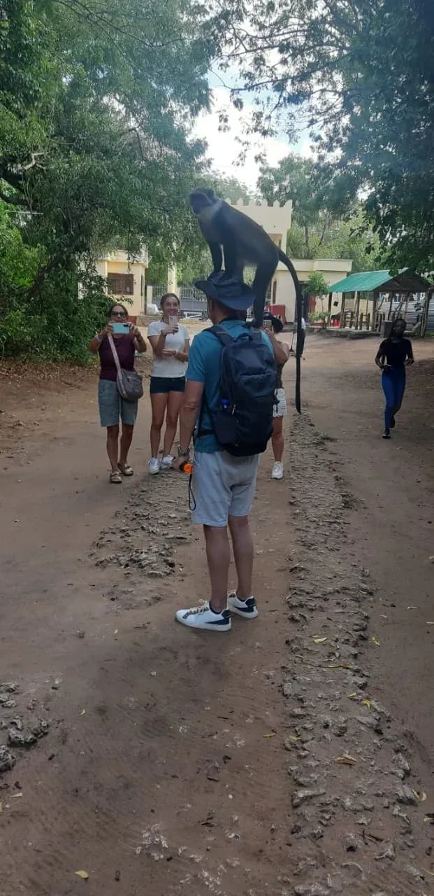 De aap op de tak, met de groep van gasten kijken vanaf de boom geschaduwd pad.