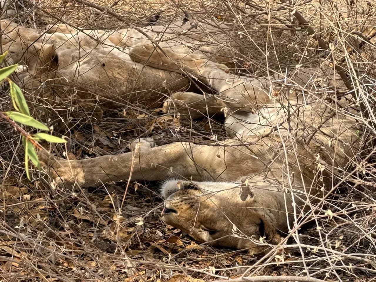 Diversi leoni addormentati nell'erba secca sotto la boscaglia.