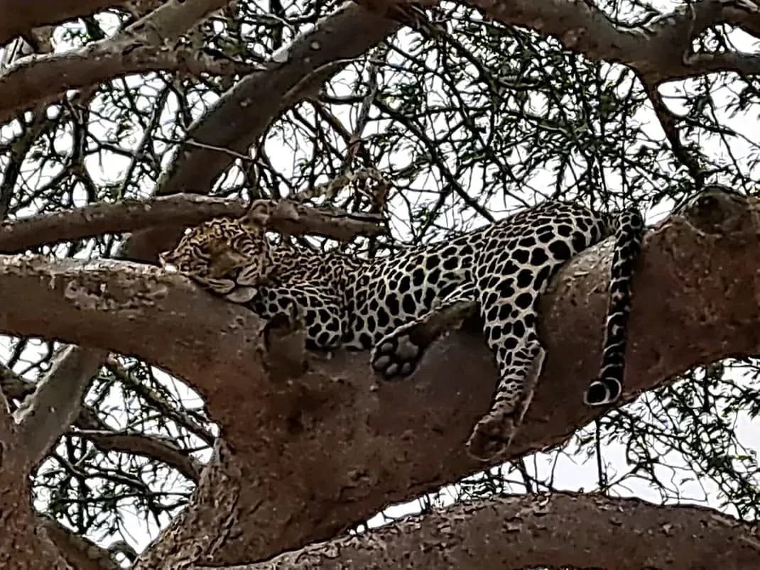 Un leopardo disteso lungo il ramo di un'acacia.
