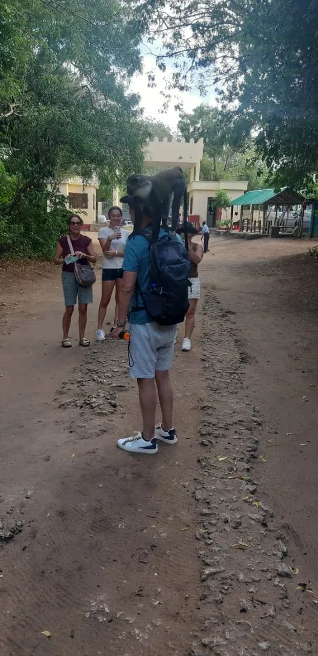 Una scimmia scende da un ramo sopra la pista sterrata mentre alcuni ospiti si fermano a guardarla.