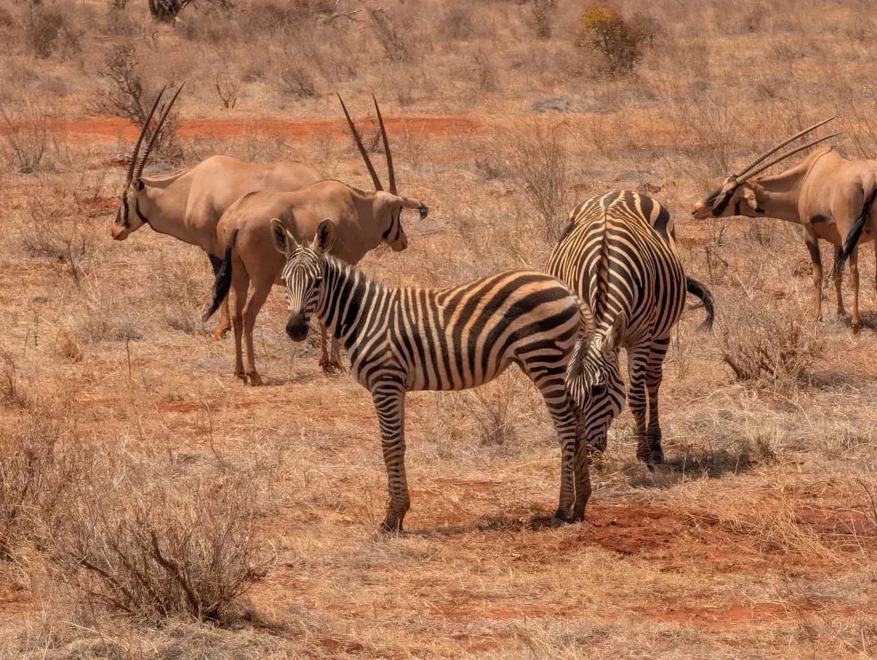 Zebre e orici insieme sulla terra rossa, fra l'erba secca.
