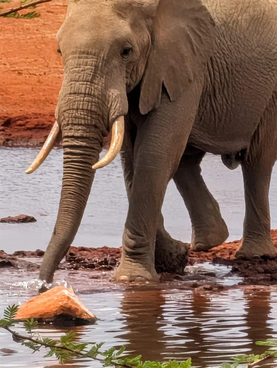 Un elefante dalle lunghe zanne beve sulla riva di una pozza.