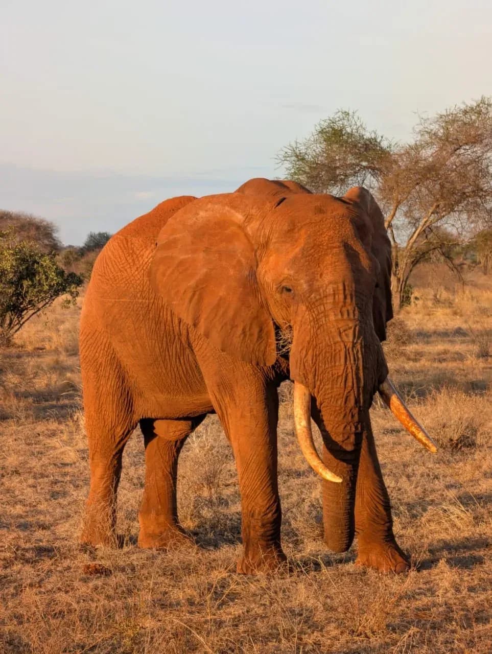 Un elefante coperto di polvere rossa, di profilo nella boscaglia secca.