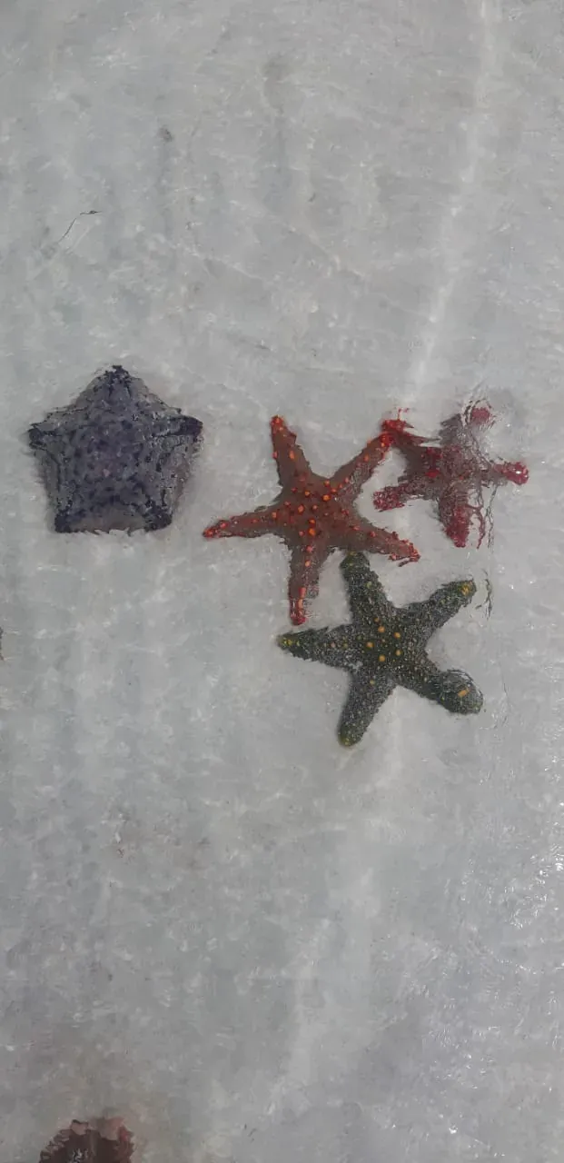 Tre stelle marine sul fondale di sabbia bianca, sotto pochi centimetri d'acqua.