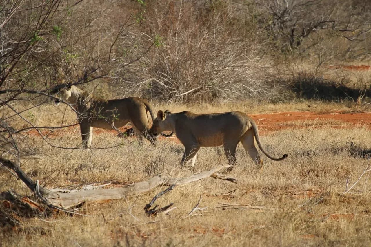 Due leonesse si allontanano camminando sulla terra rossa fra gli arbusti secchi.