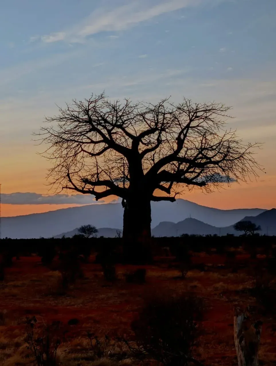 La sagoma di un baobab contro il cielo del tramonto, con le montagne sullo sfondo e la terra rossa in primo piano.